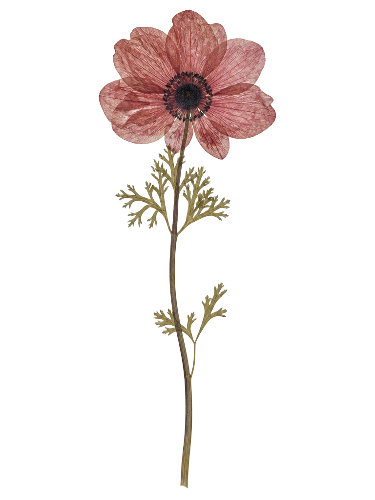 Pressed dusty-red anemone on the stem